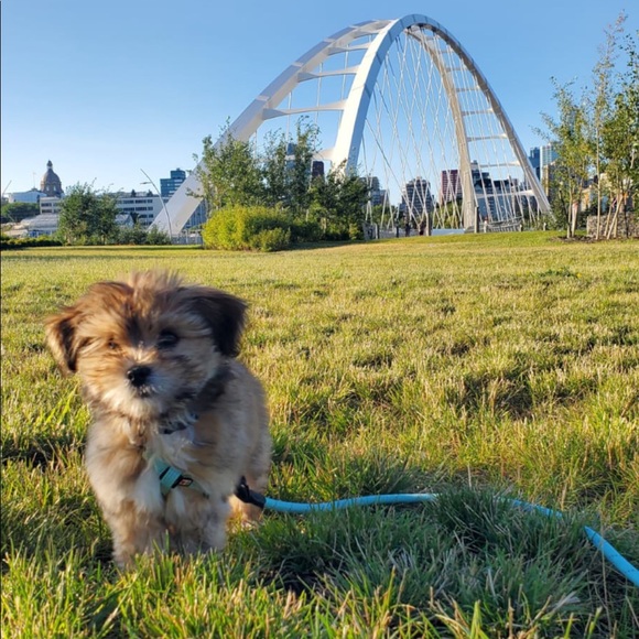 Meet your Posher, Cha - Picture 1 of 1